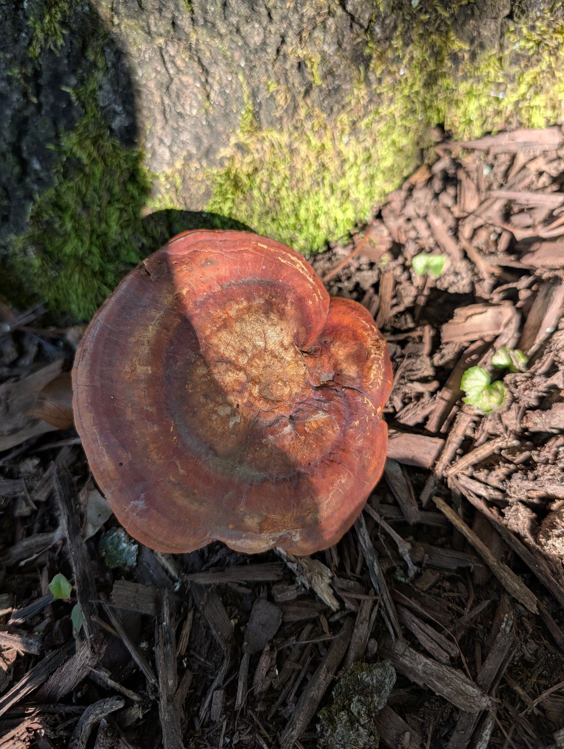 Rust-colored mushroom growing at the base of a tree on mulch, lit by sunlight.