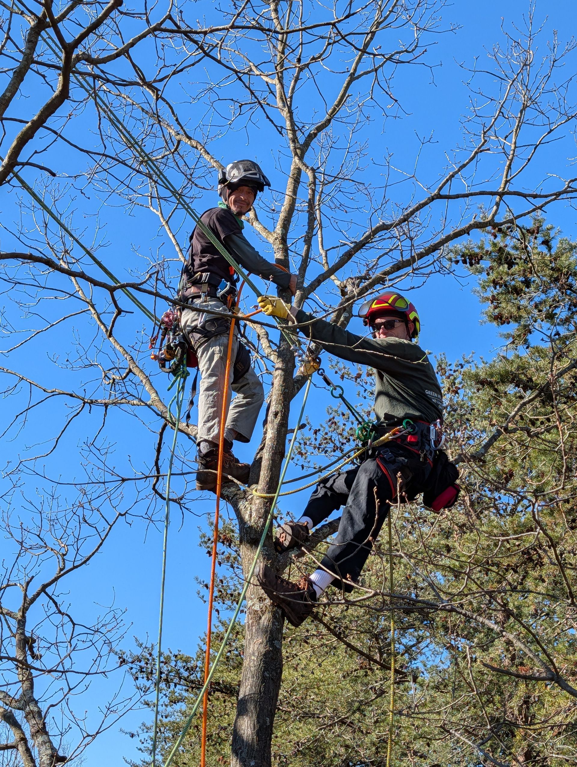Two arborists in safety gear trimming a tree against a blue sky