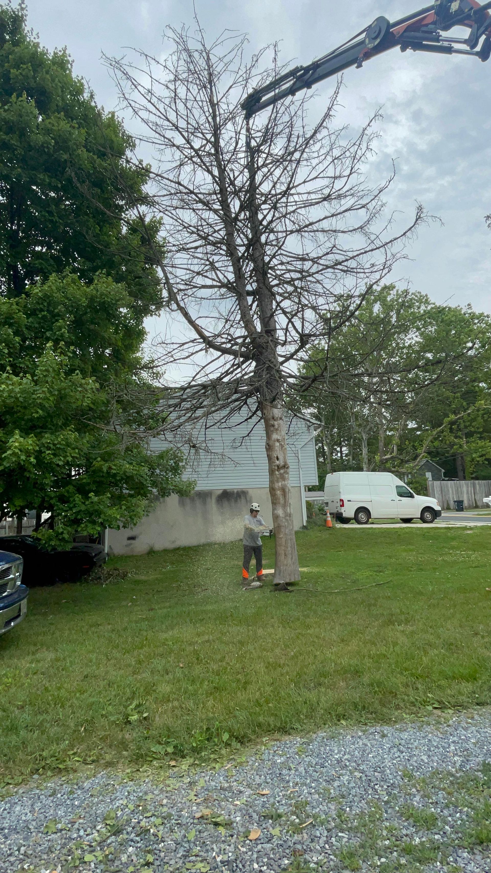 Man trimming a tall bare tree in a grassy yard beside a white van and apartment building.