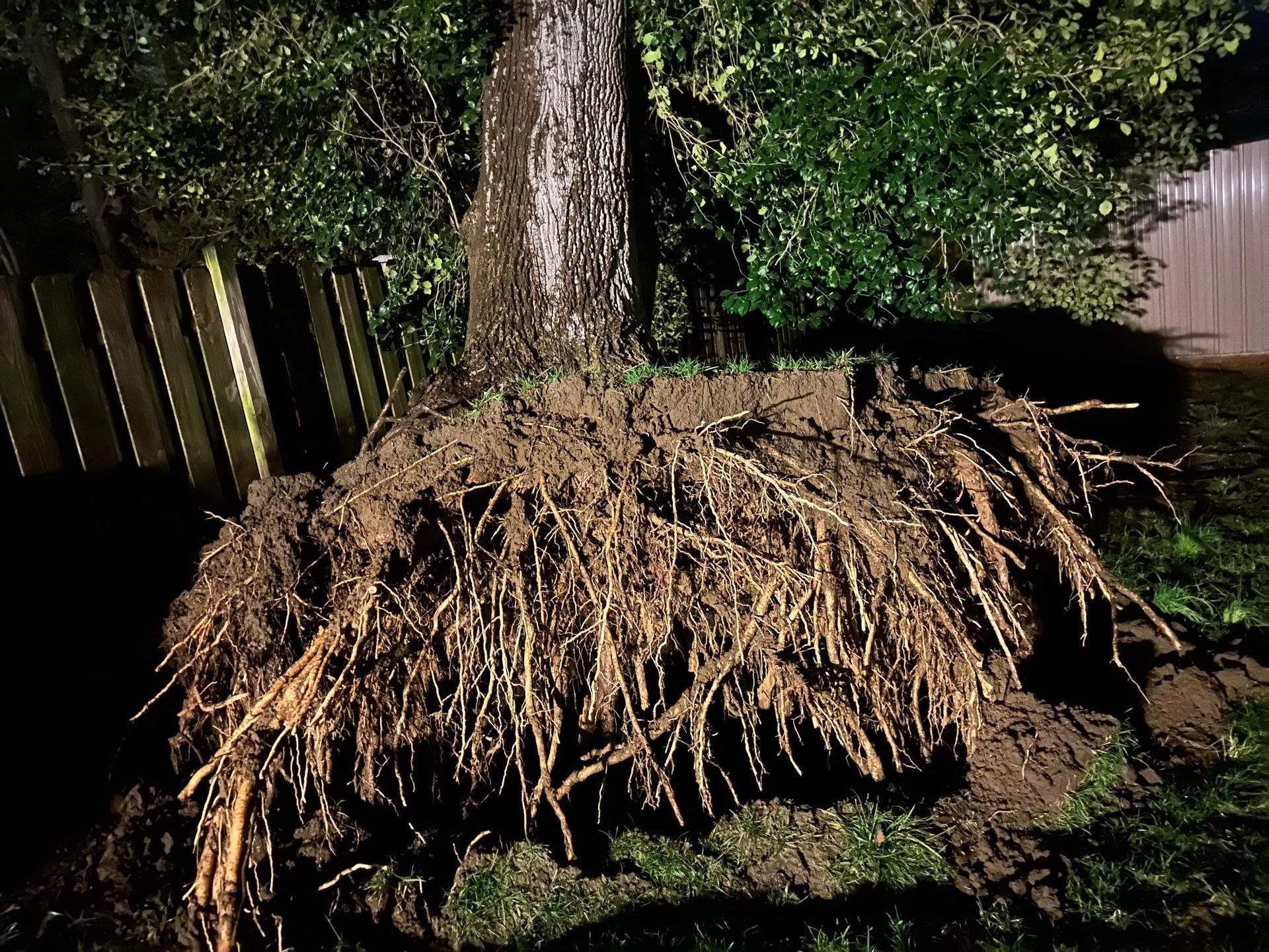 Uprooted tree with tangled roots in a shaded yard at night