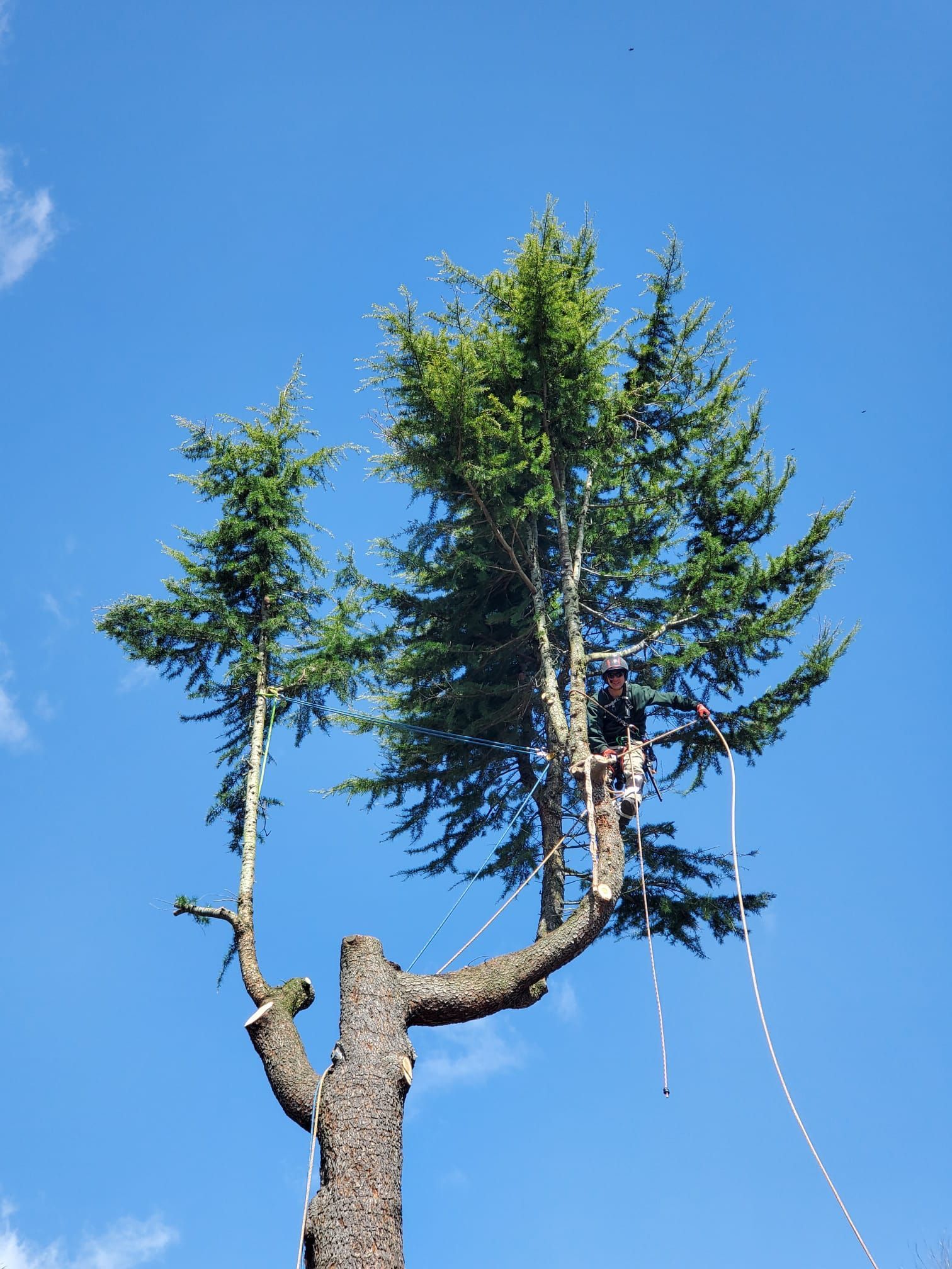 Tall evergreen tree being cut or pruned against a clear blue sky