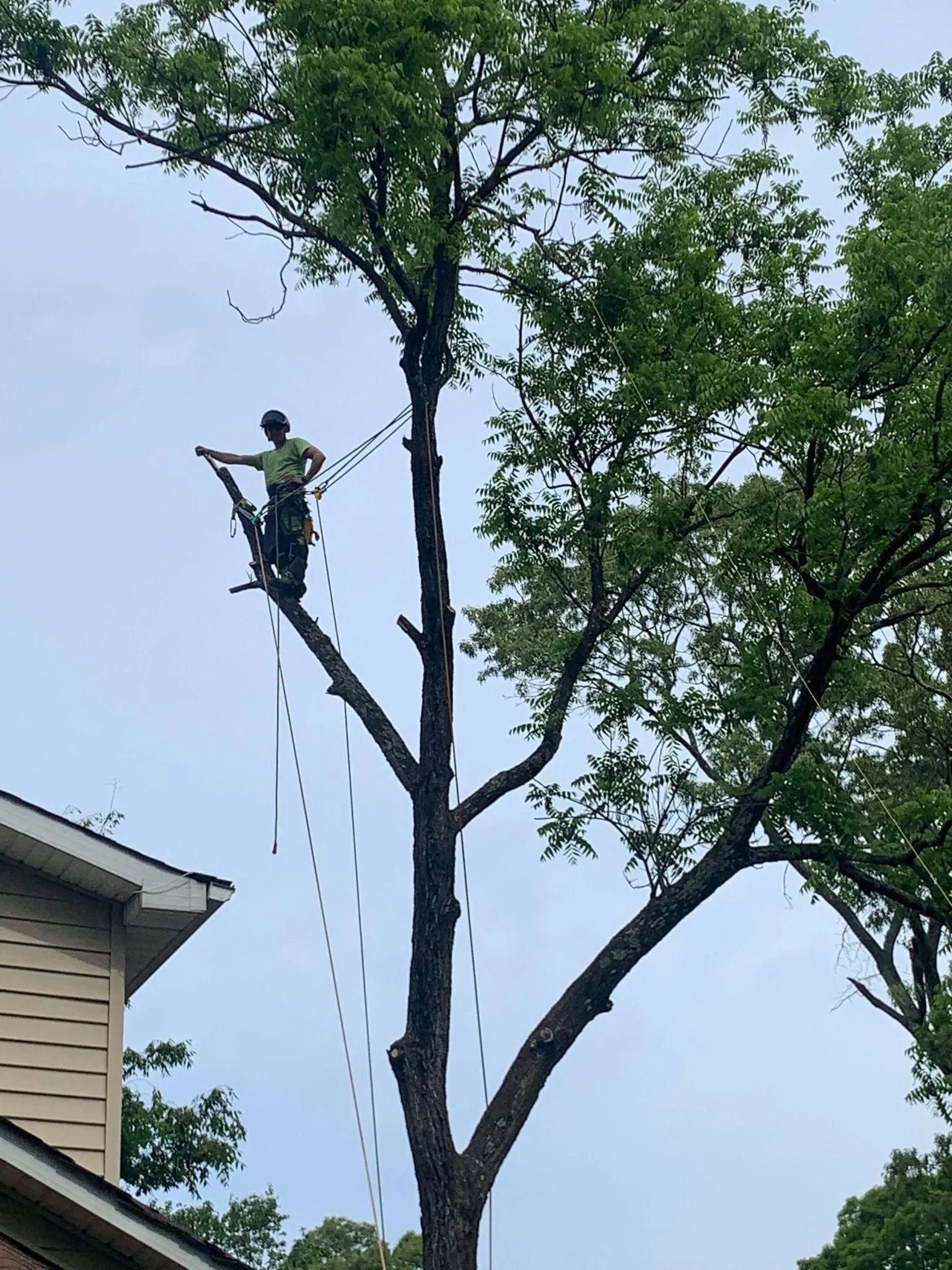 Tree worker trimming branches high in a tall tree next to a house, with ropes hanging down.