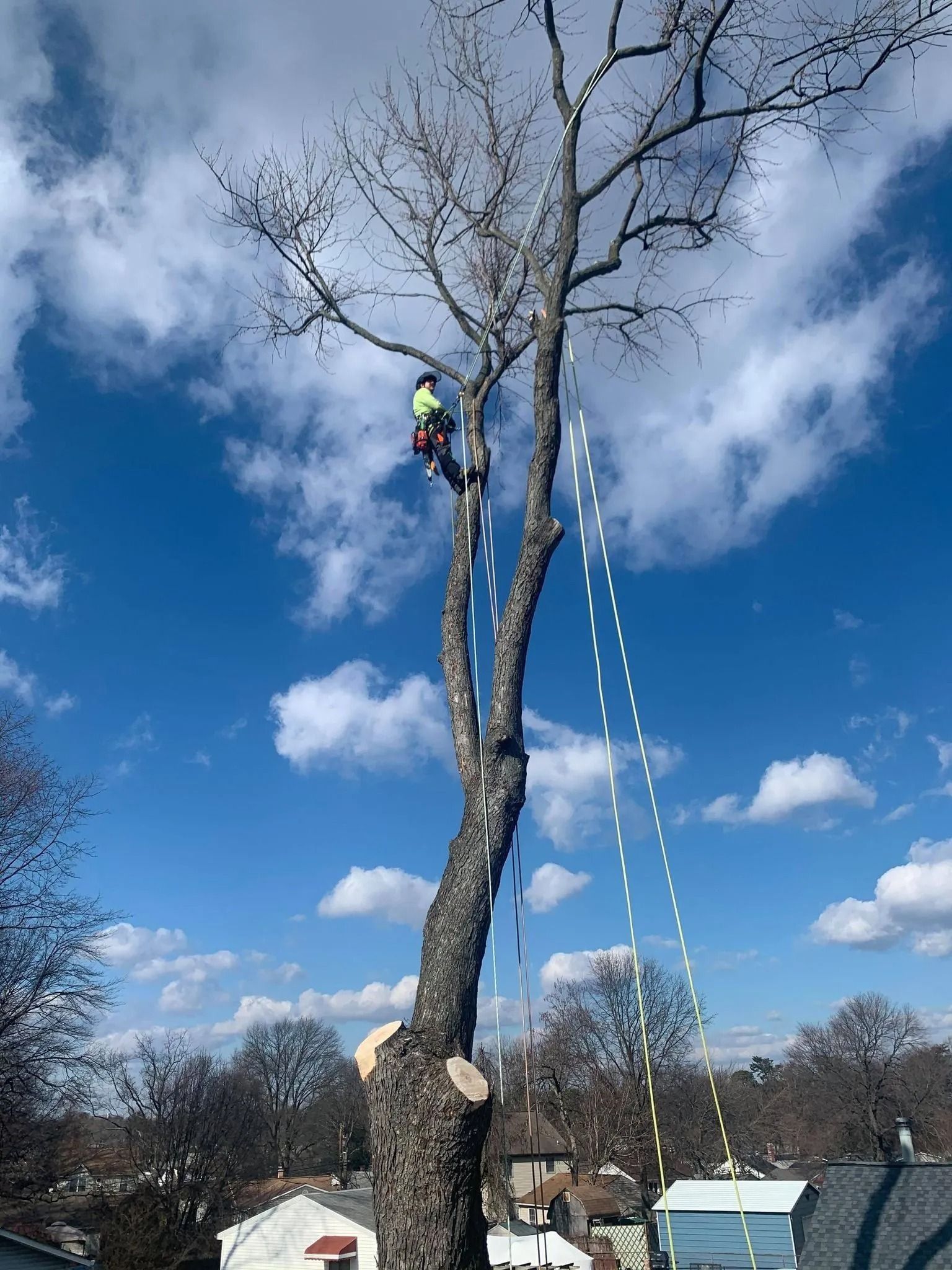 Arborist trimming a tall tree against a blue sky, with a long ladder beside it.