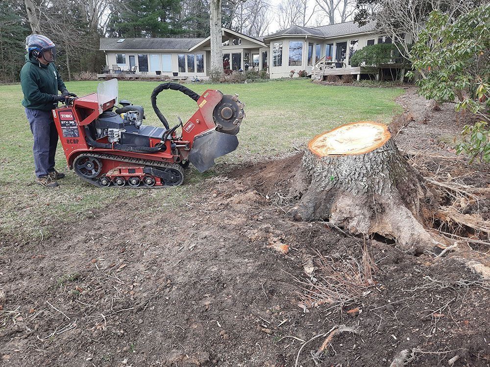Worker operating a red stump grinder beside a large freshly cut tree stump in a yard