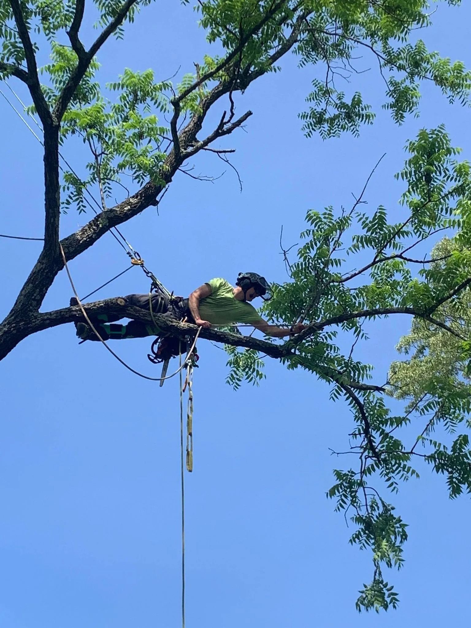 Person in a helmet and harness suspended from a rope among tree branches against a blue sky.