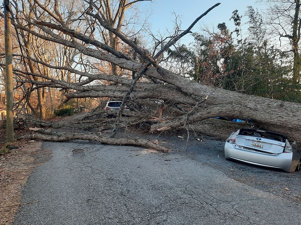Large fallen tree blocking a road, with a car trapped beneath the branches.