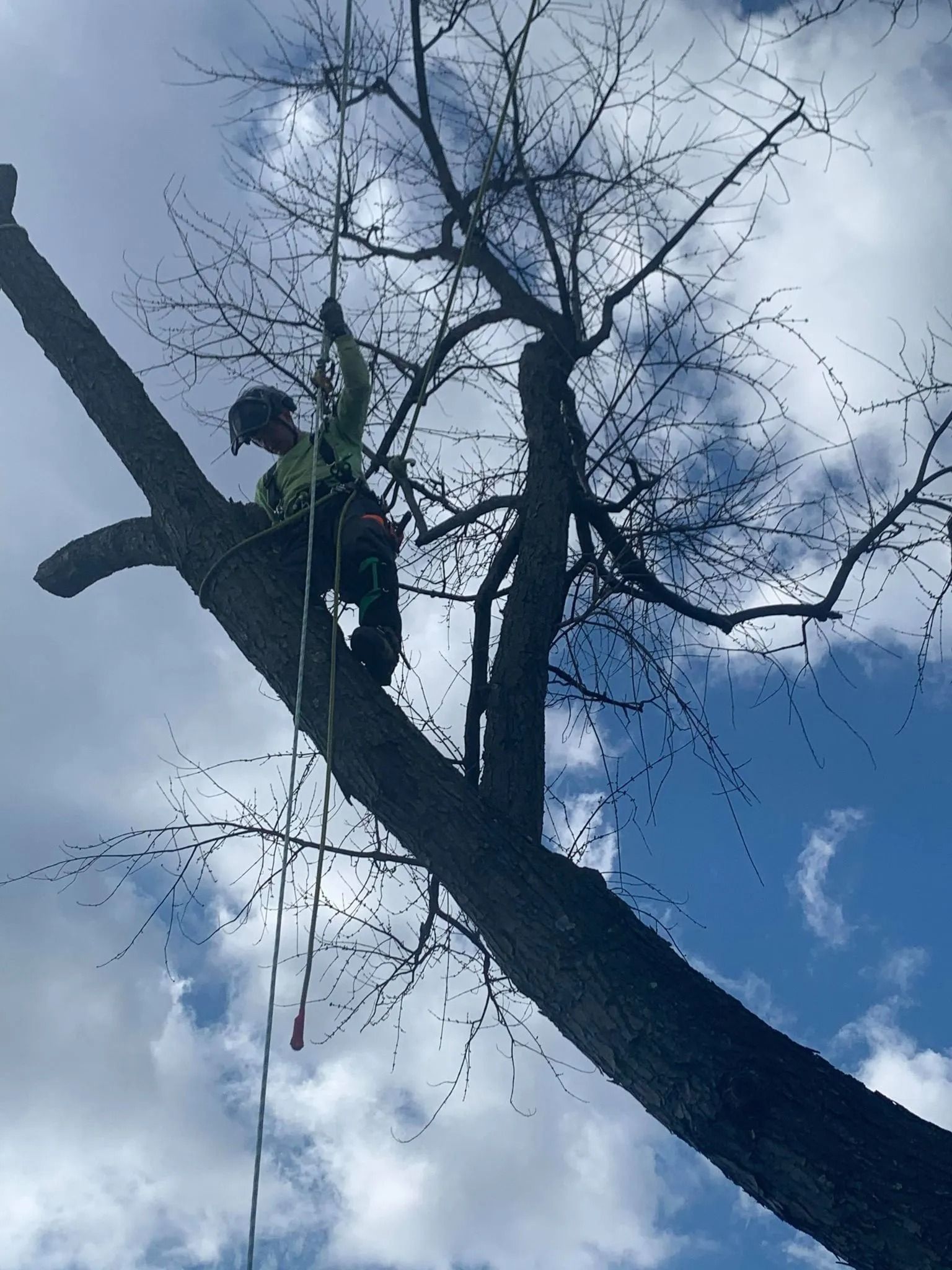 Worker in a tree using a chainsaw, silhouetted against a cloudy blue sky.
