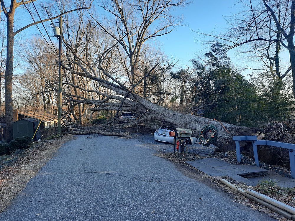Large tree fallen across a residential street, blocking cars and sidewalks in a neighborhood.