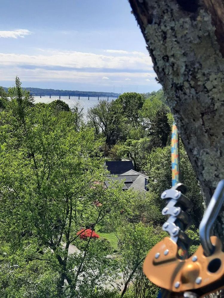 Wooded hillside view with lake in distance and tree trunk, climbing gear visible in foreground