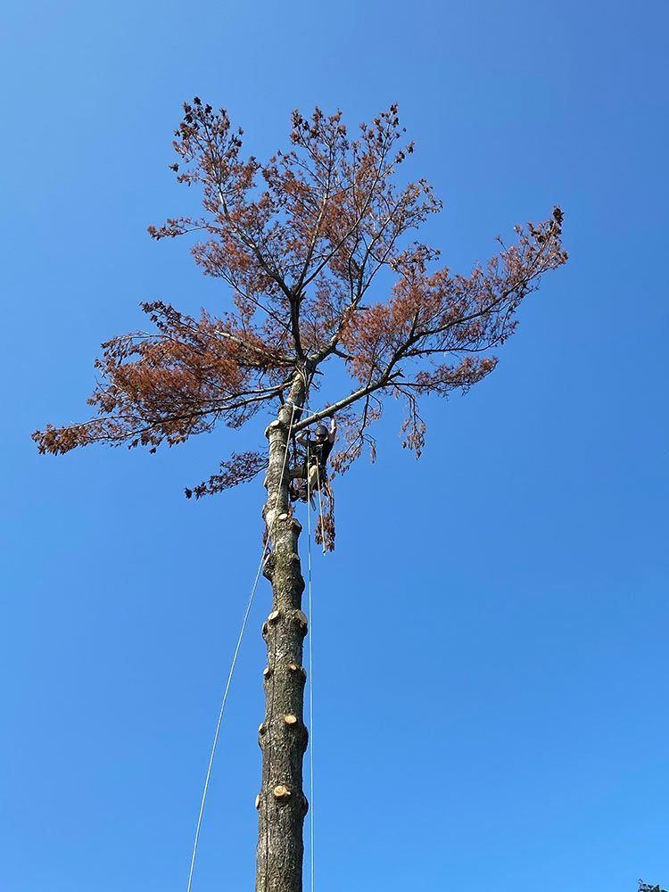 Tall tree with sparse brown leaves against a clear blue sky