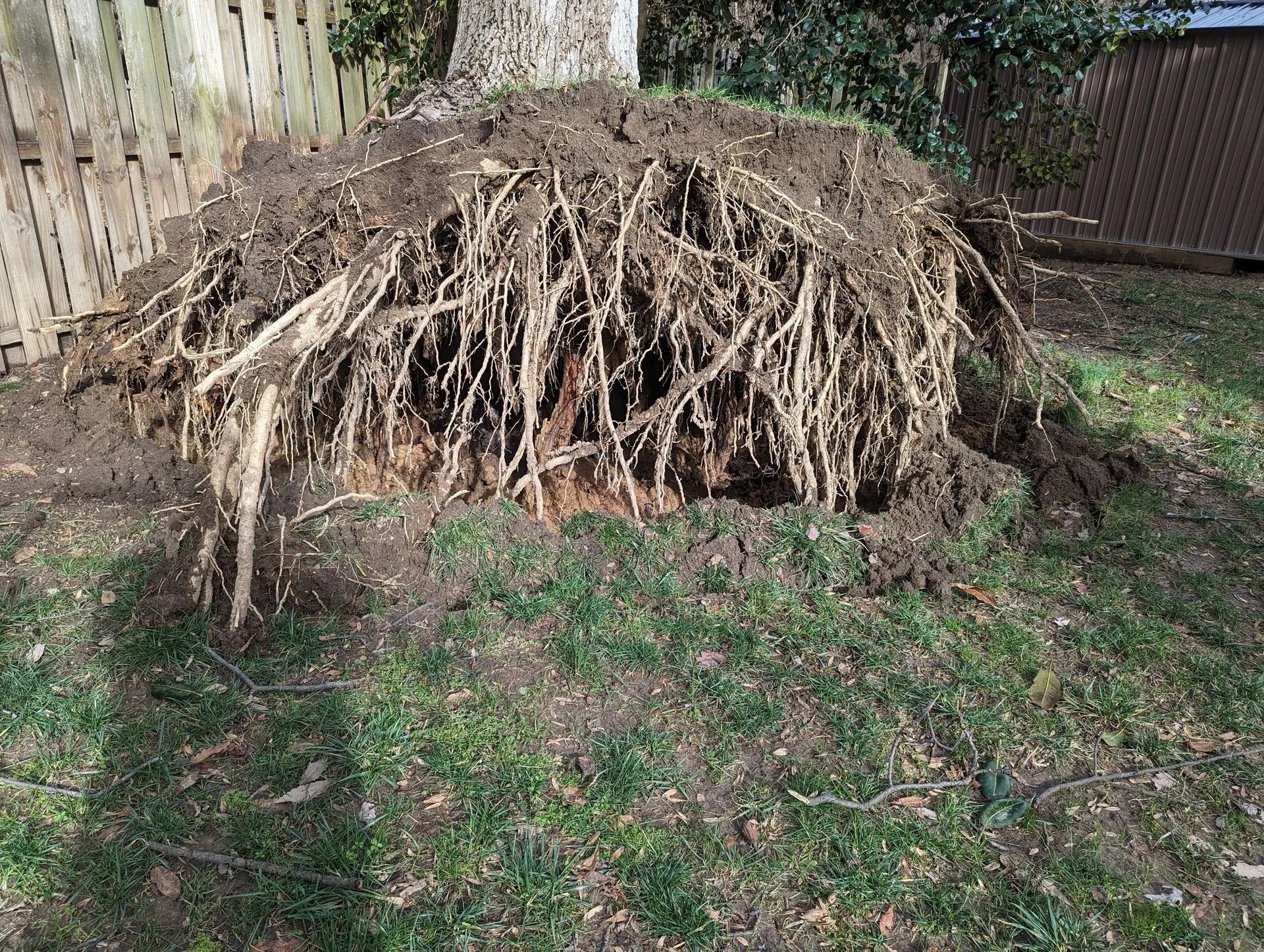 Uprooted tree with exposed roots lying in a grassy backyard near a wooden fence