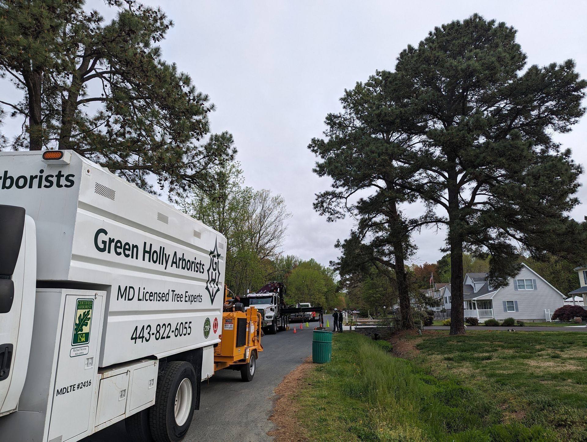 Tree service trucks parked along a residential street with workers and large trees overhead