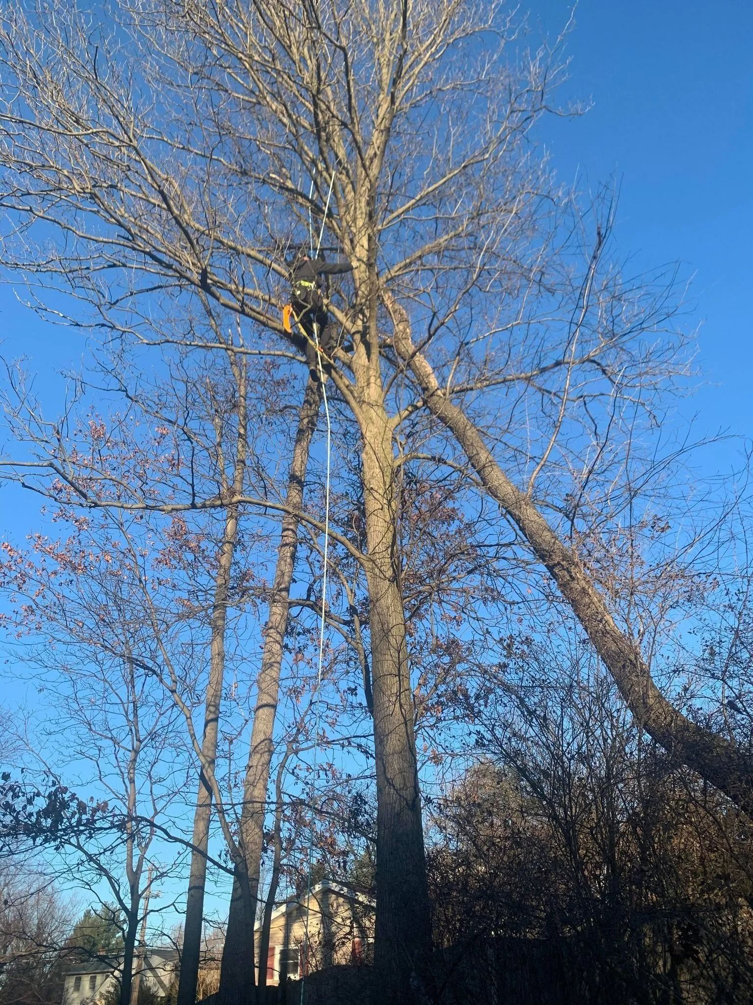 Tall leafless trees against a bright blue sky, with a house partially visible below.