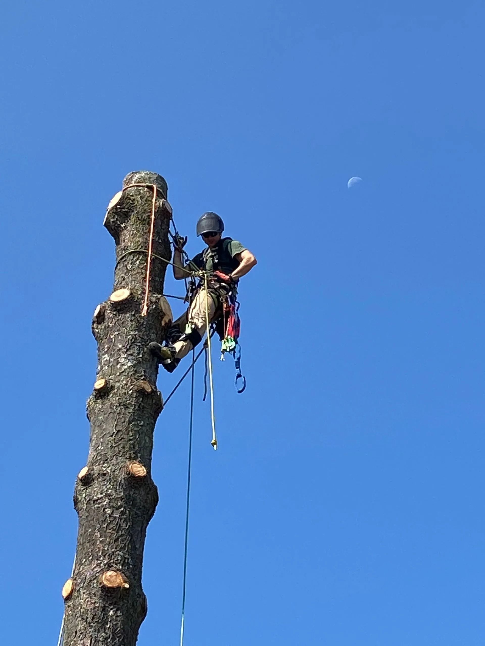 Arborist wearing safety gear climbs a tall tree trunk against a clear blue sky.
