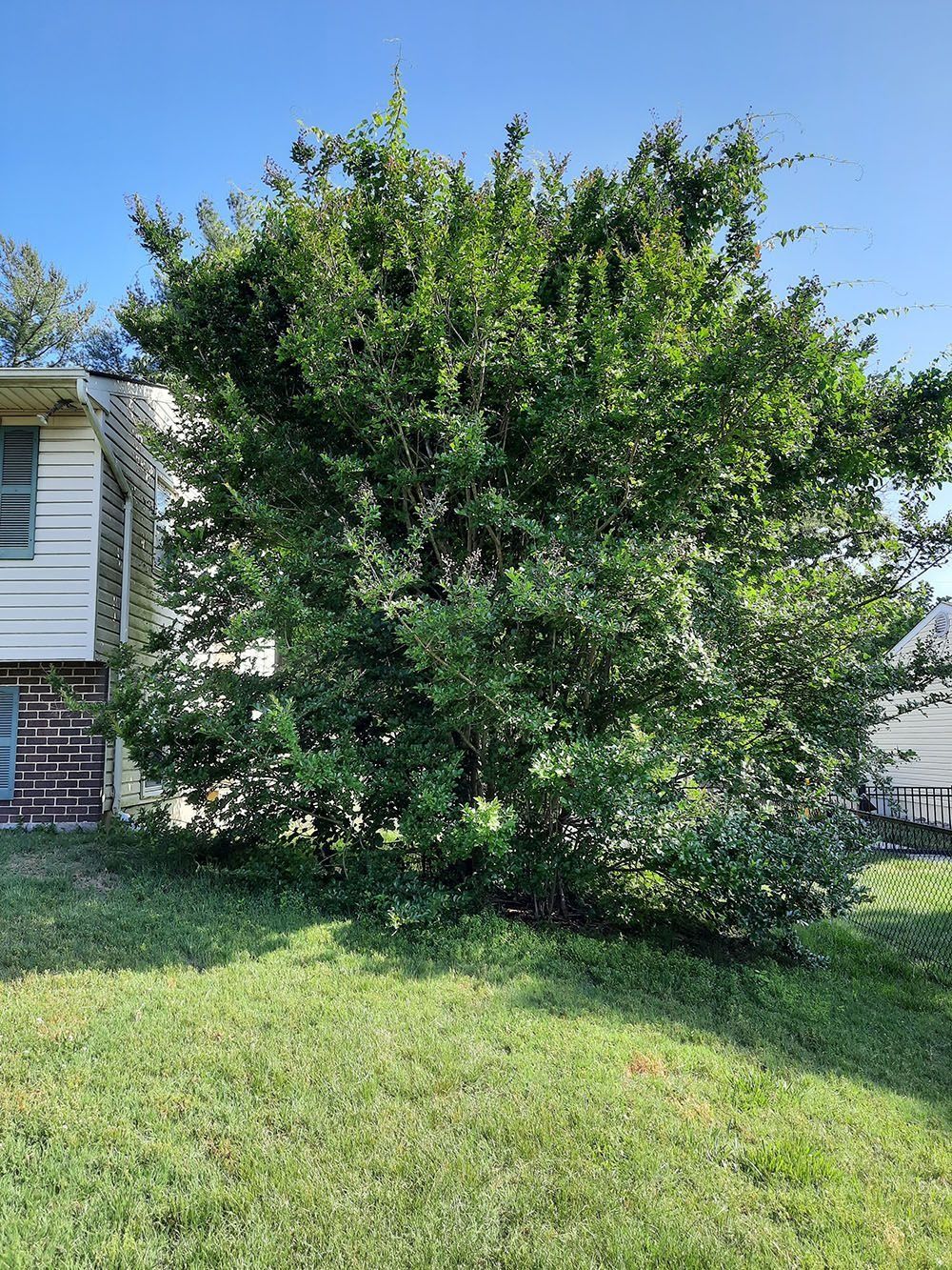 Large leafy green tree in a sunny suburban yard beside a house