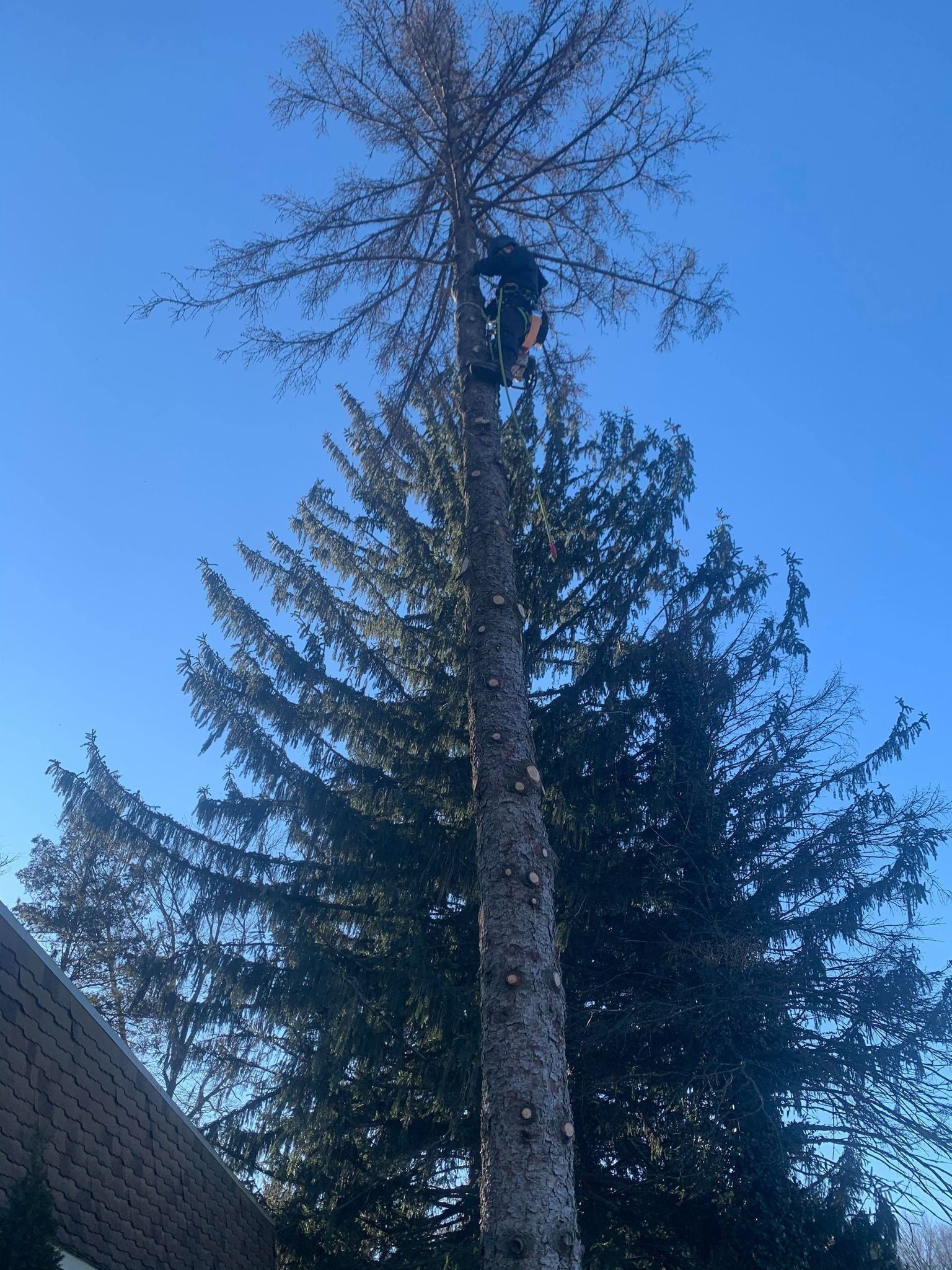 Tall tree with a bare trunk and leafy top against a clear blue sky, seen beside a building corner