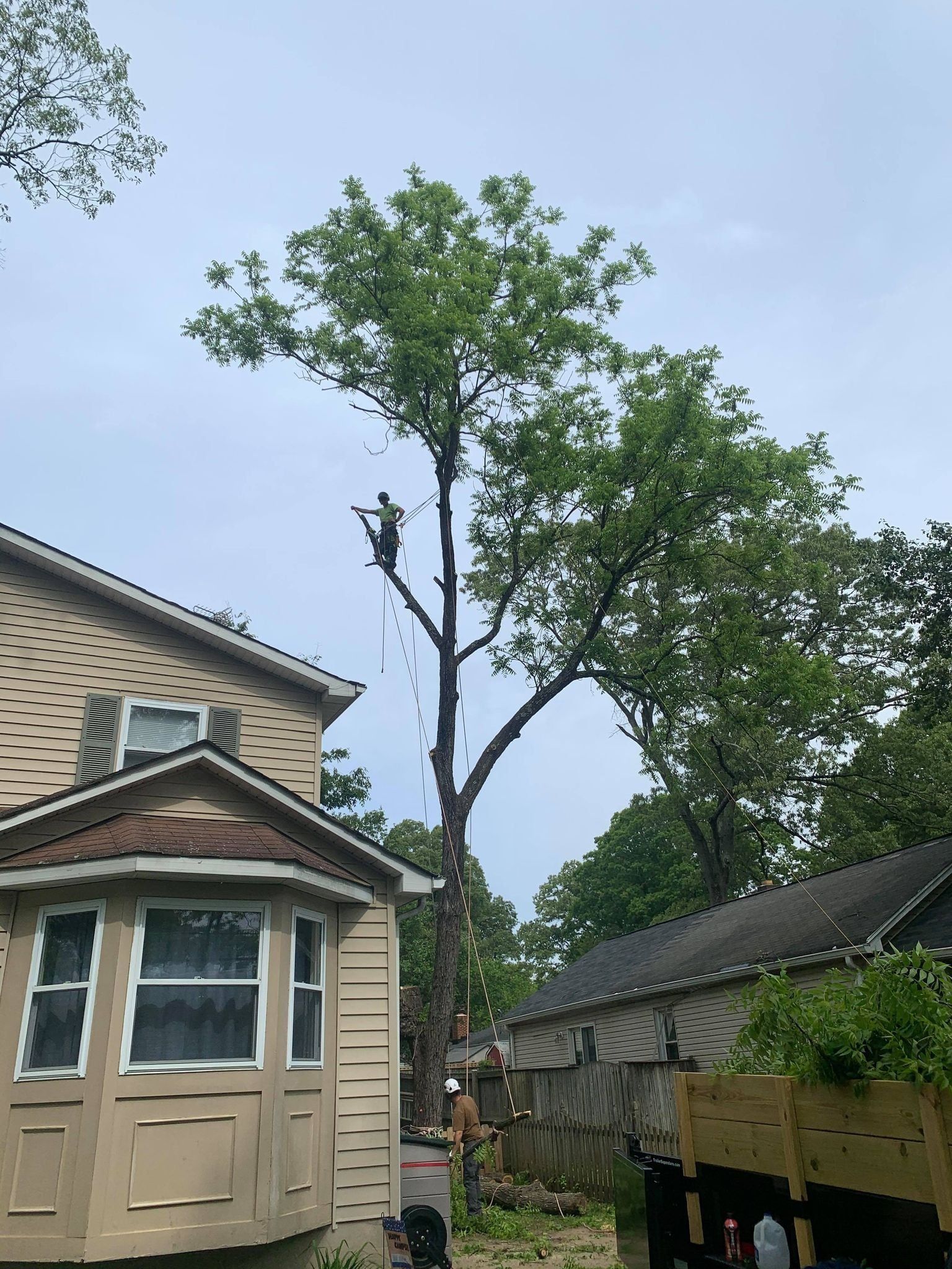 Backyard with tall tree beside a house and shed under a cloudy sky