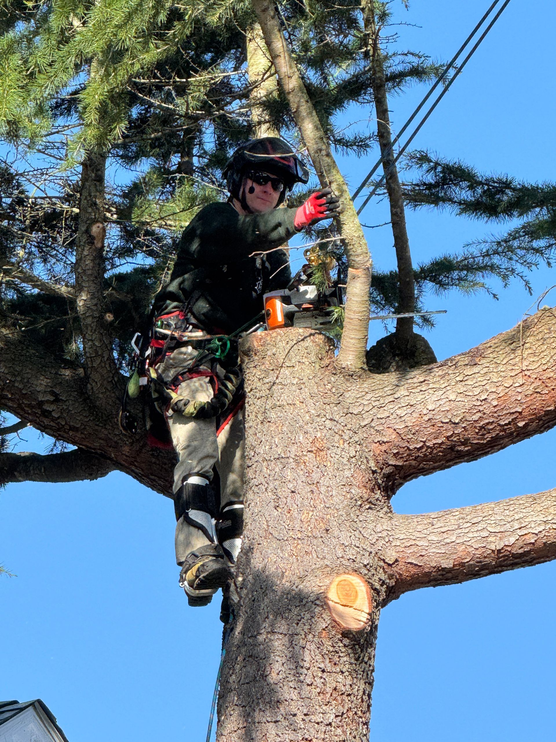Tree worker in safety gear stands on a large pine branch, using a rope saw against a blue sky.
