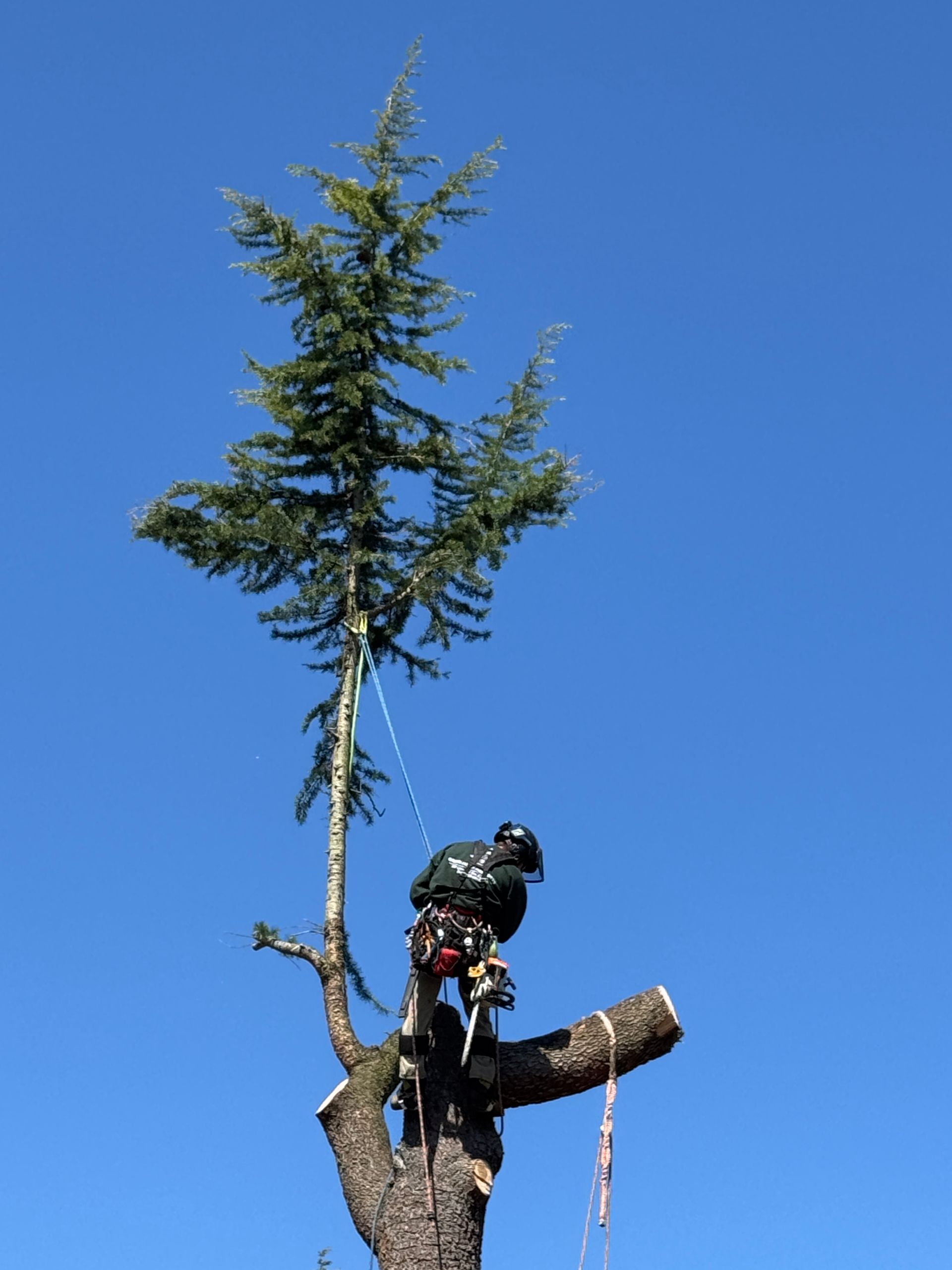 Arborist harnessed to a cut tree trunk, trimming a tall evergreen against a blue sky