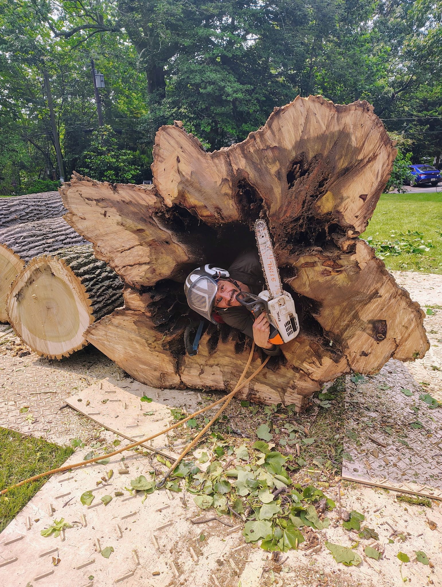 Large cut tree trunk lying on gravel, with sawdust and forest greenery in the background