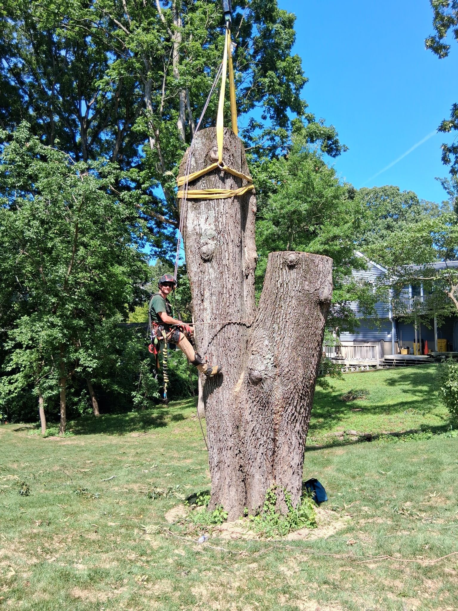 Old hollow tree stump with a rope harness in a grassy yard, surrounded by green trees and a house.