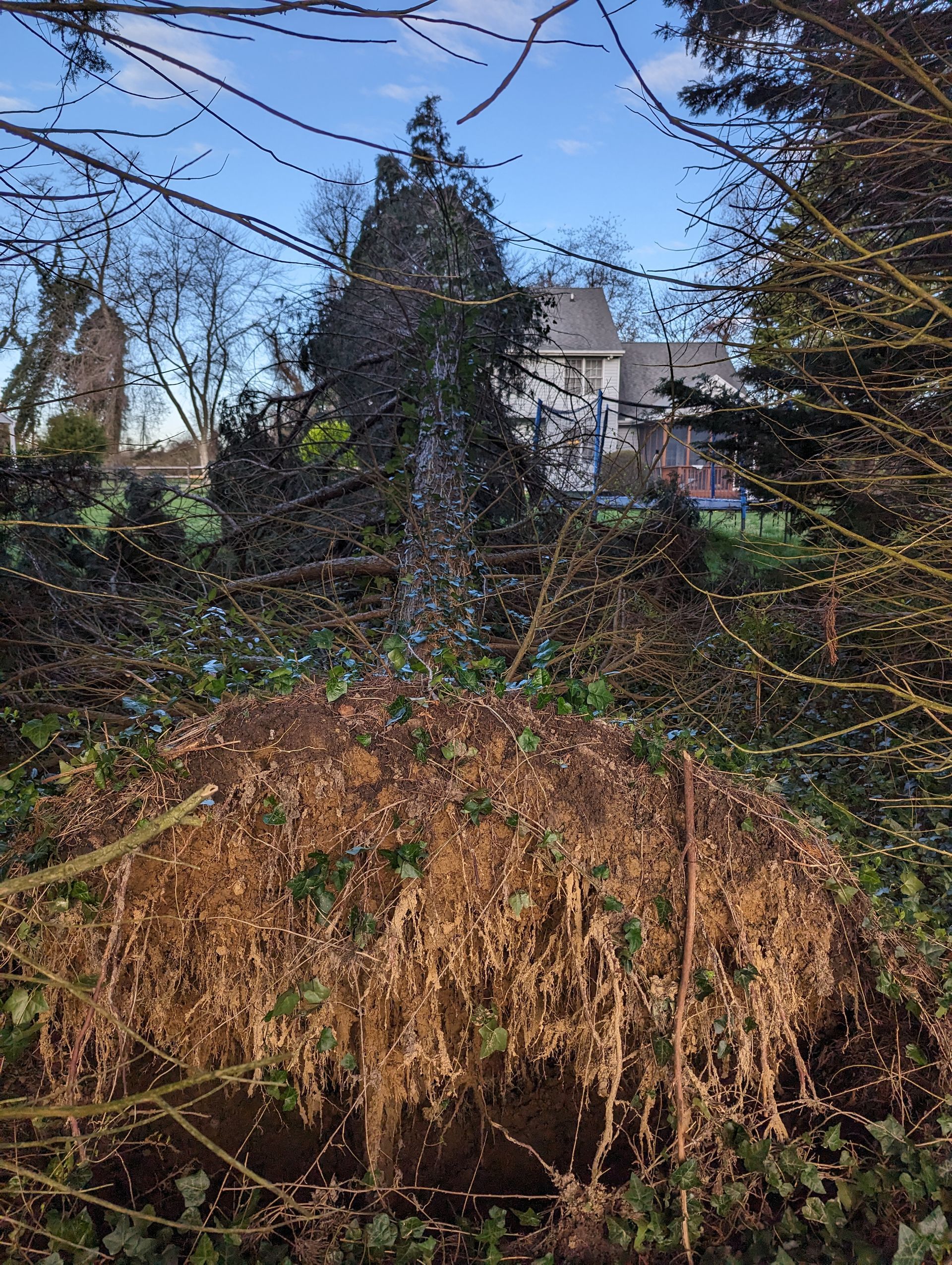 Storm-damaged backyard with a fallen tree, tangled branches, and a house in the background