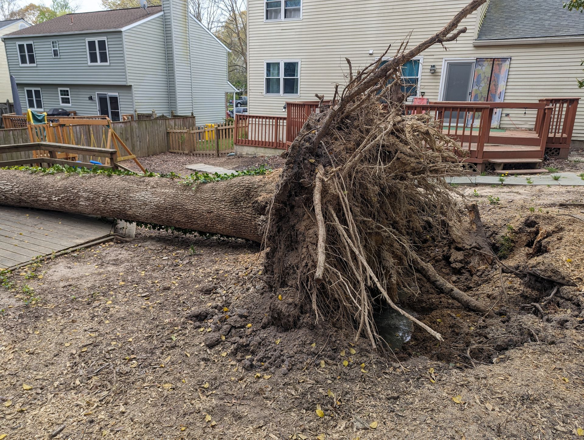 Uprooted fallen tree blocking a gravel road in a residential neighborhood after storm damage
