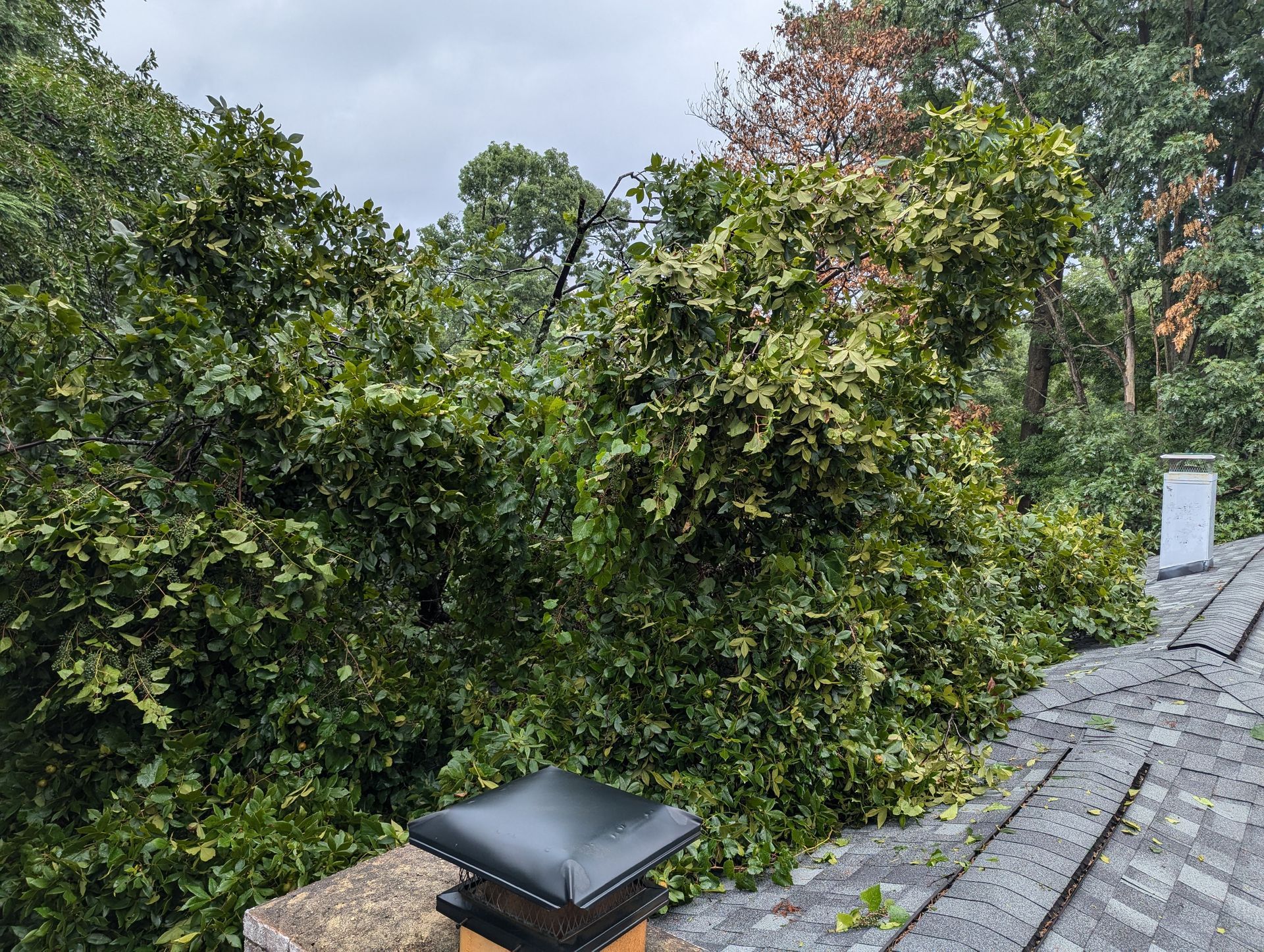Rooftop walkway beside dense green trees, with a black vent cap in the foreground
