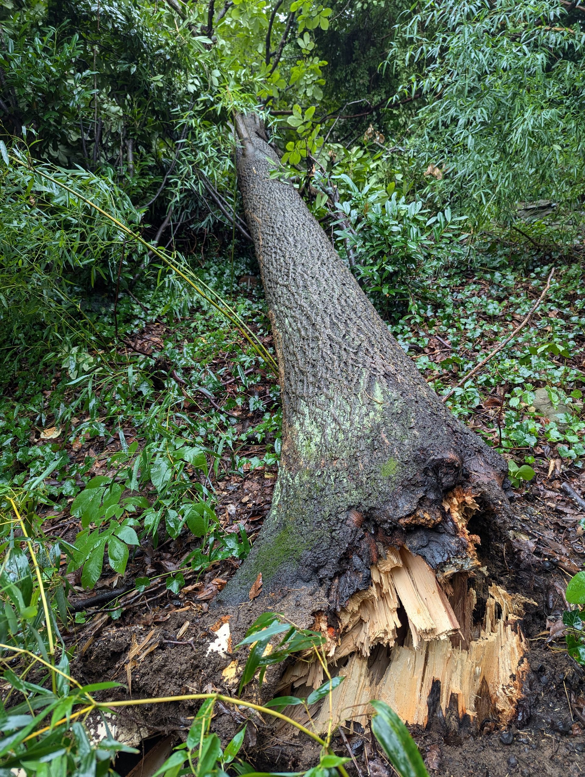 Fallen tree trunk in a dense green forest, with a broken stump in the foreground