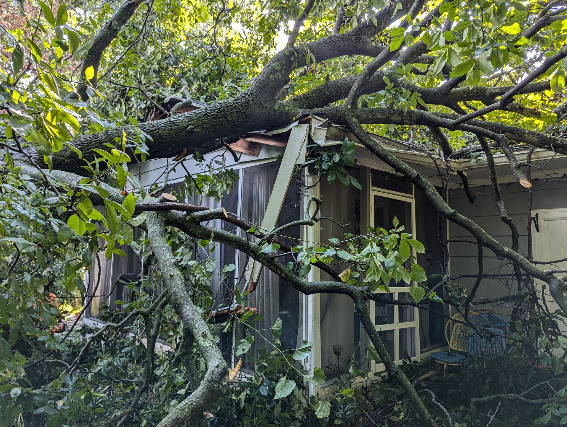 House nearly hidden behind overgrown tree branches and dense foliage
