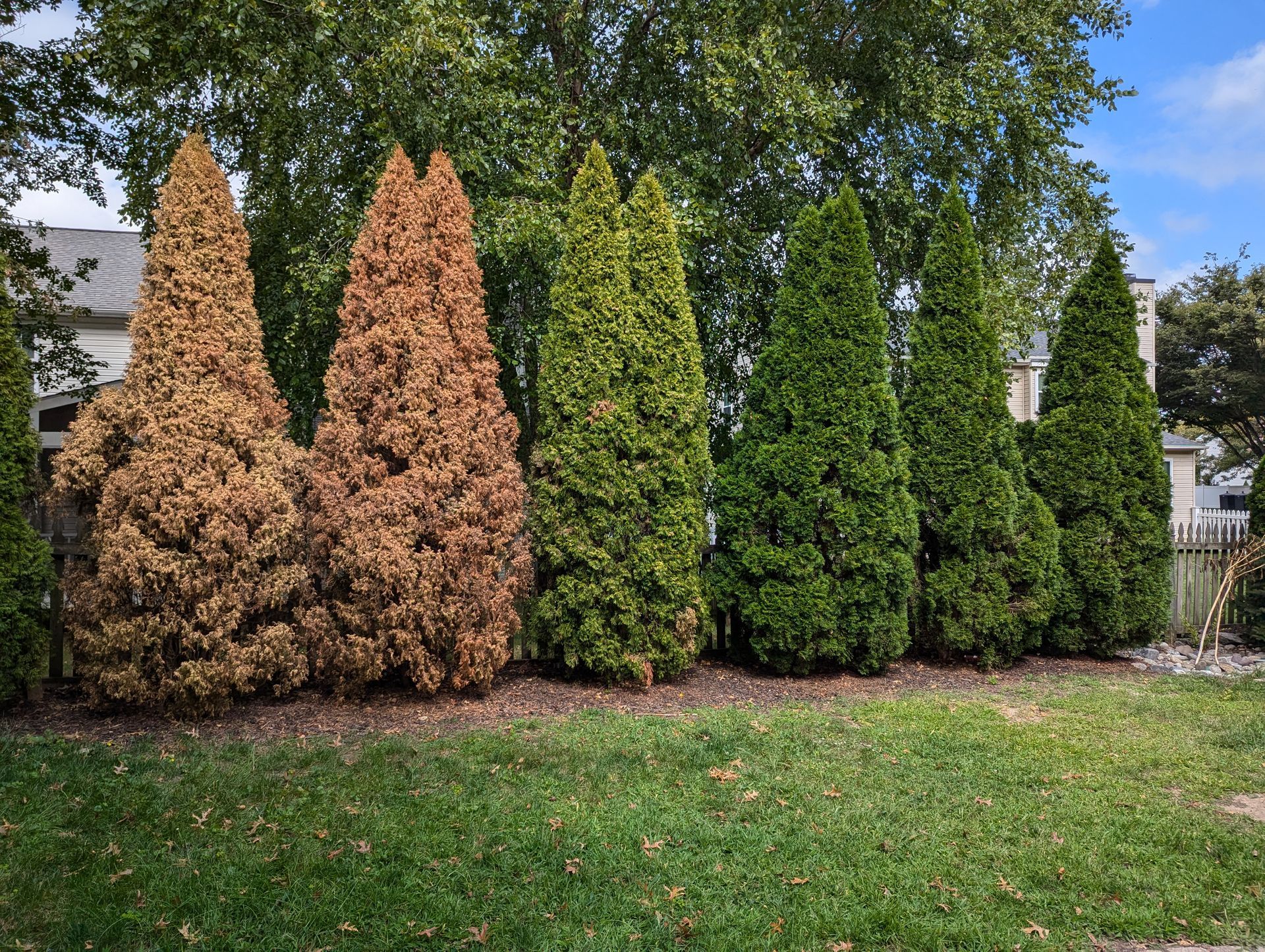 Four conical shrubs in a grassy yard, two brown and two green, beneath a leafy tree.
