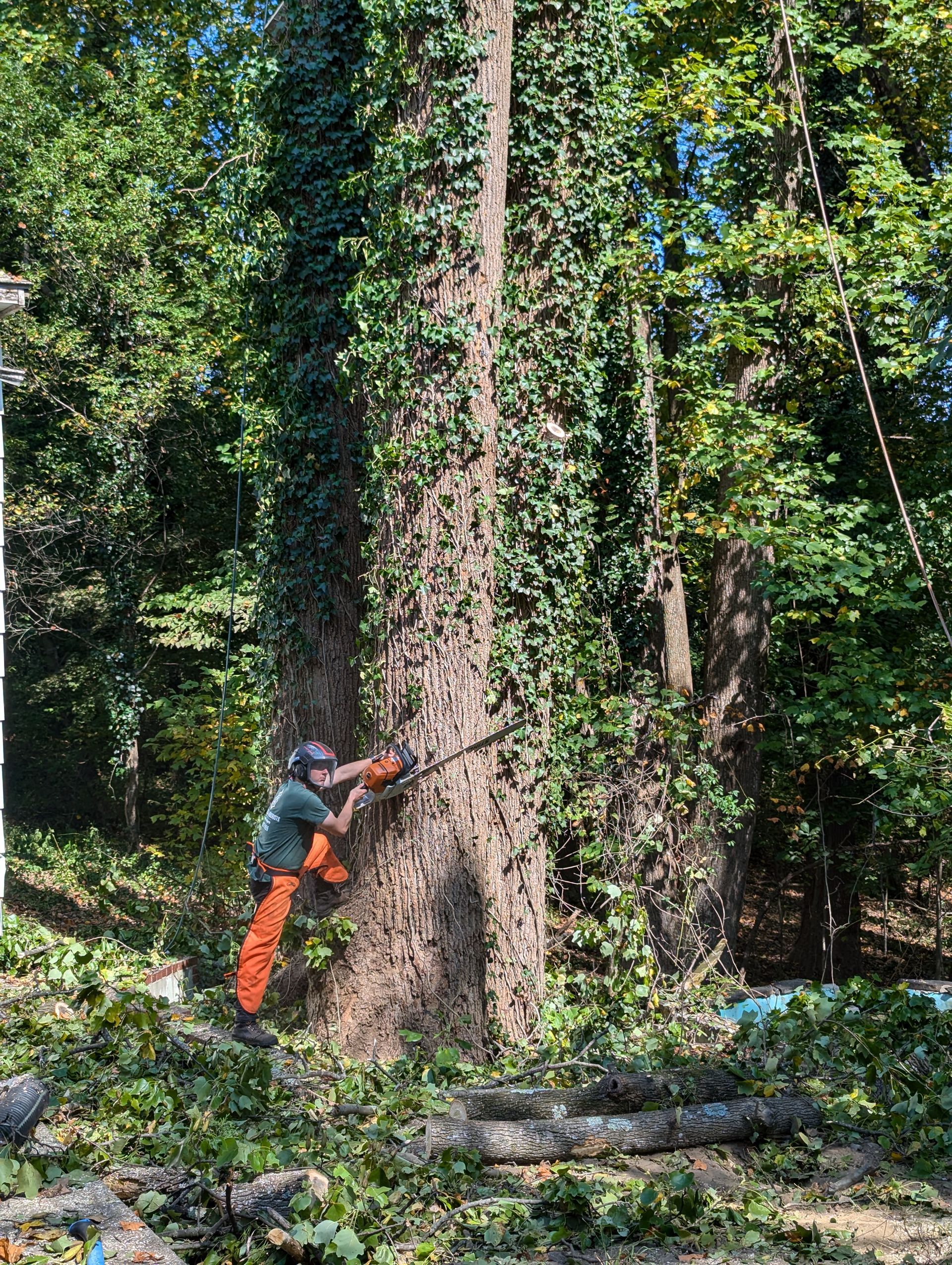 Person using a chainsaw to cut a large tree in a forest, with an orange log on the ground