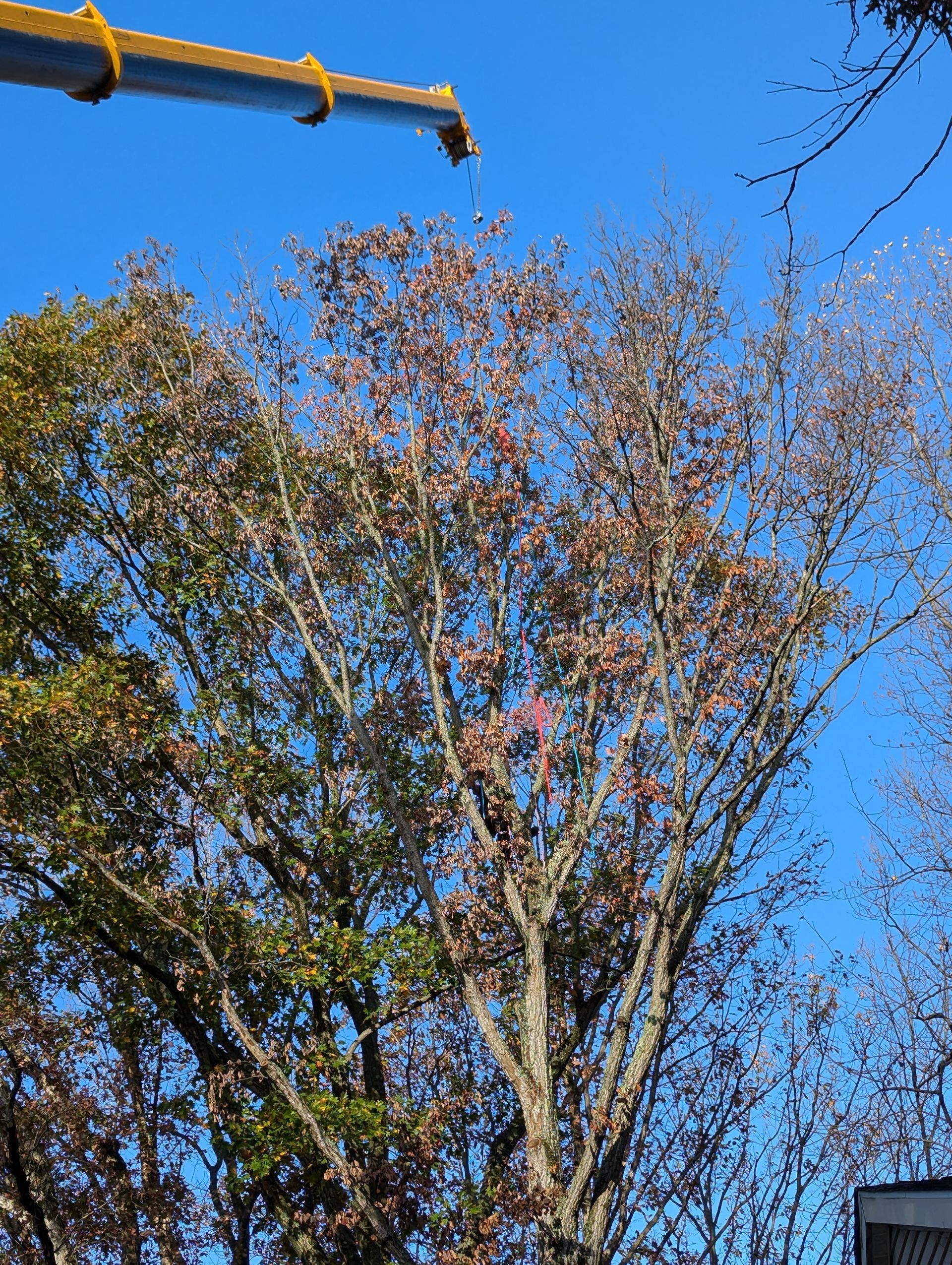 Tall tree with sparse brown leaves against a bright blue sky, partly framed by a crane arm above
