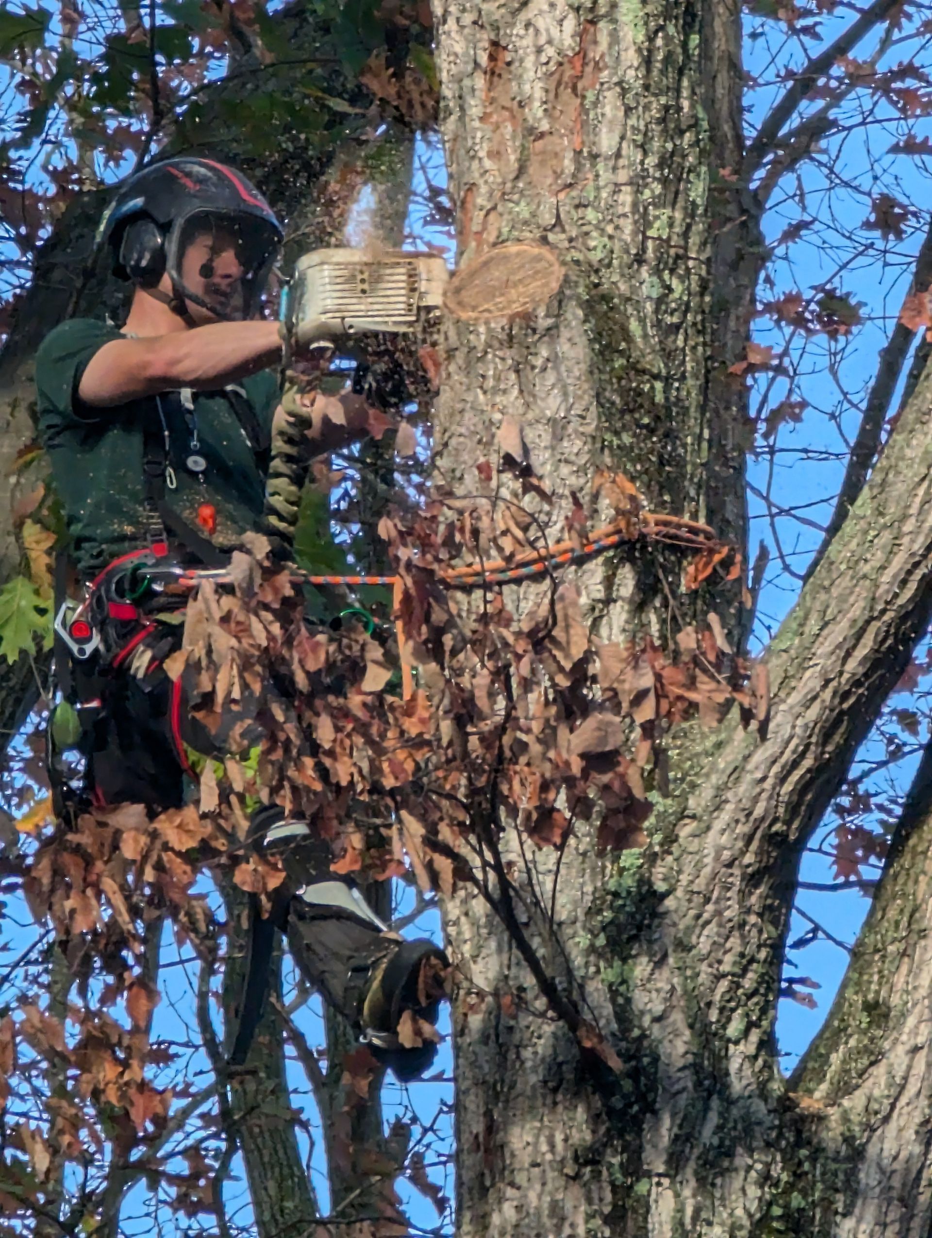 Arborist using a chainsaw while standing in a tree, cutting a large branch under a clear blue sky