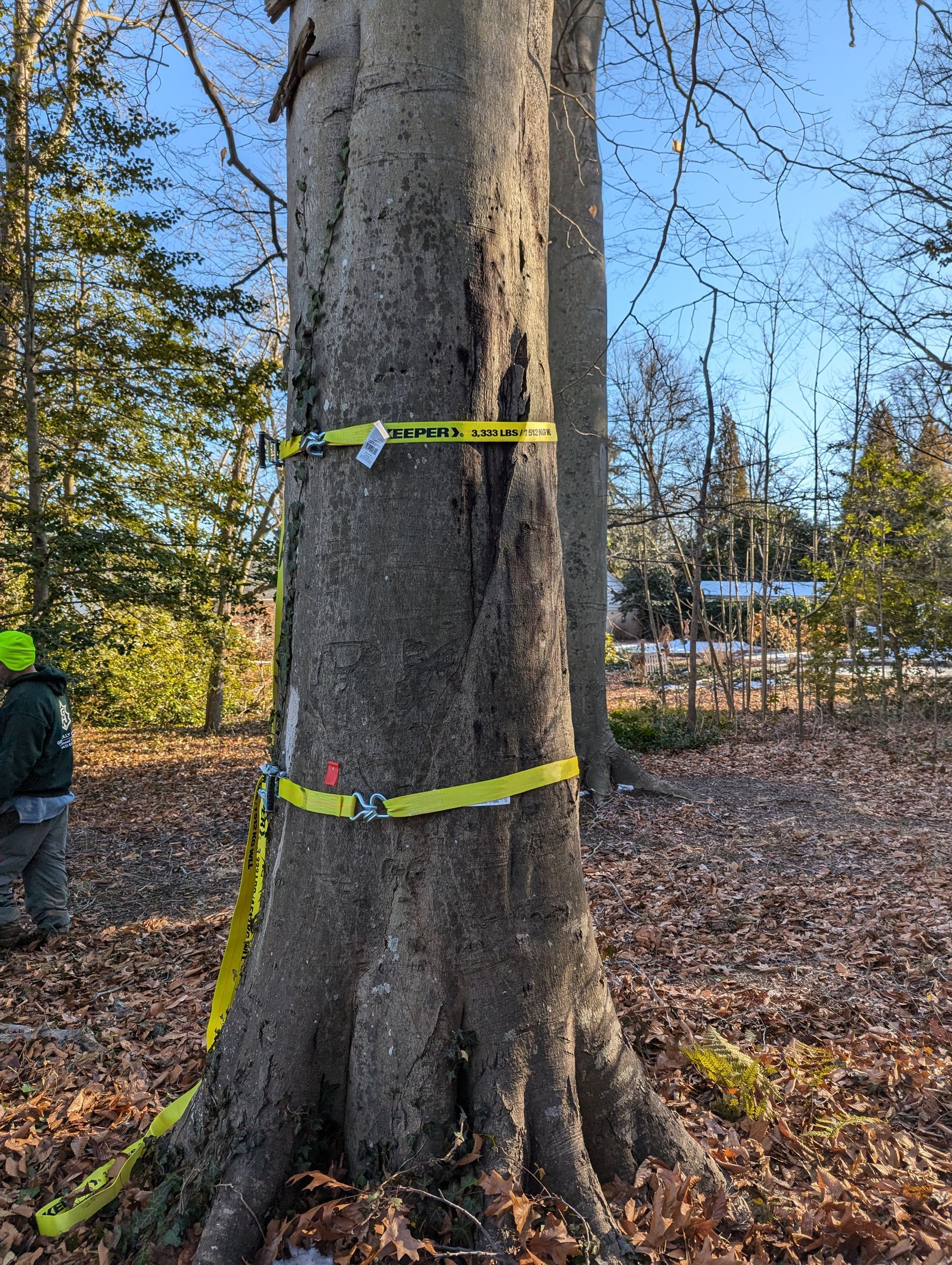 Large tree trunk in a wooded area, wrapped with yellow measuring tape and straps around its base.