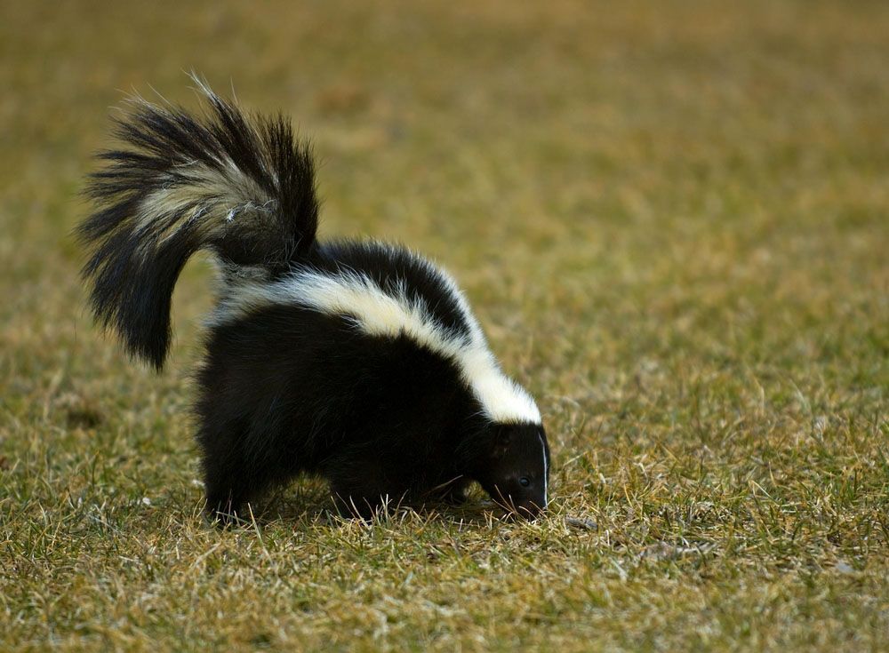 animal removal company