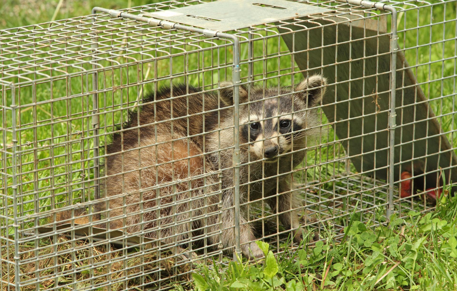 Raccoon trapped in a metal cage on grassy ground, looking out with a concerned expression.