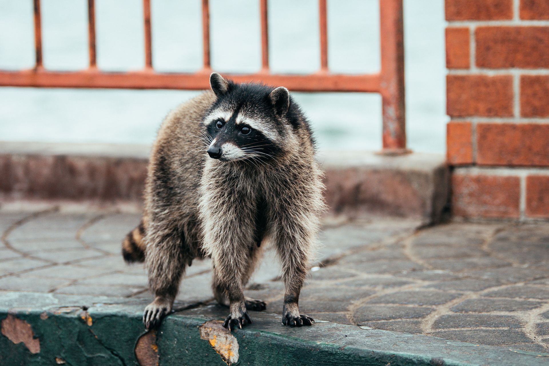 Raccoon standing on a stone ledge near a rusty railing and brick wall, looking to the side.