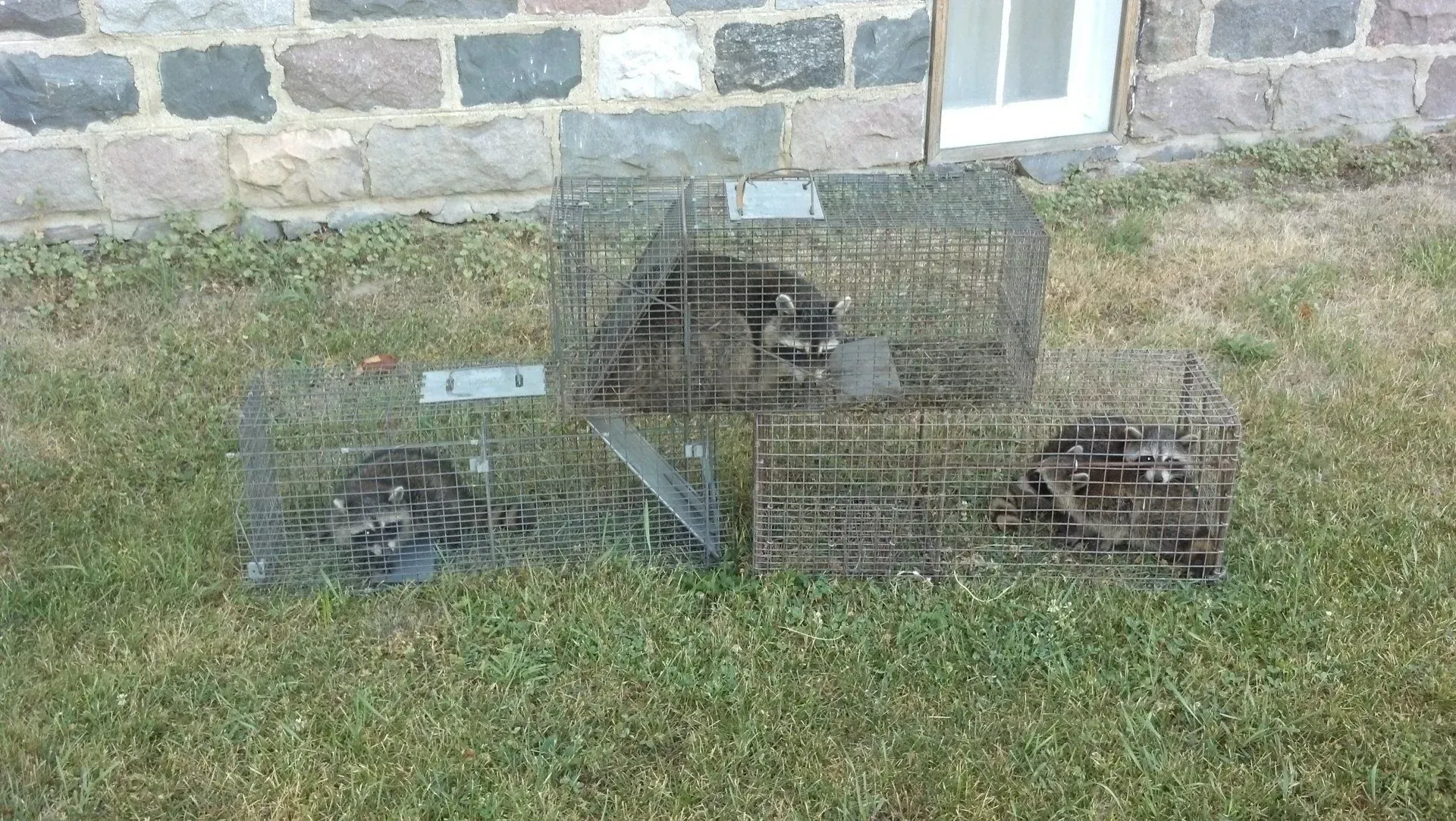 Four raccoons trapped in metal cages on grassy ground near a stone wall.