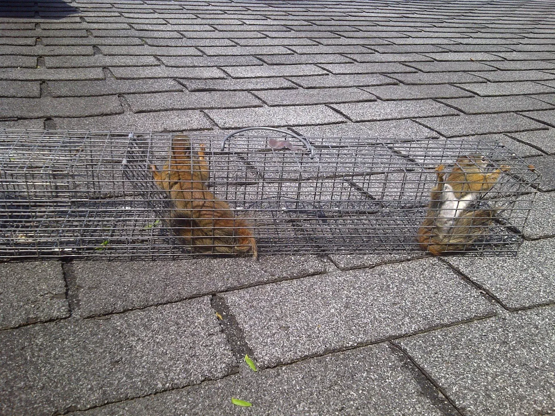 Two squirrels trapped in wire mesh on a shingled roof.