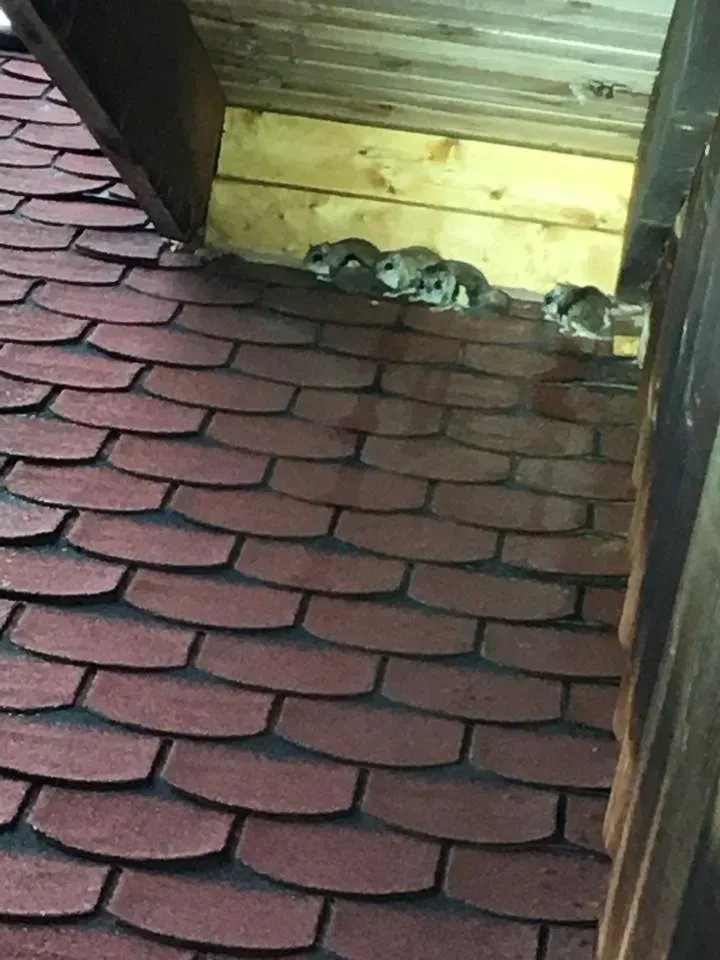 Red shingle roof with several small birds perched under a wooden overhang.
