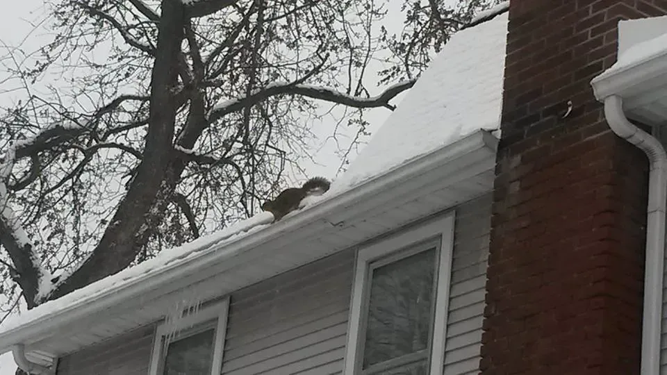 Squirrel on a snow-covered roof gutter next to a brick chimney and a tree.