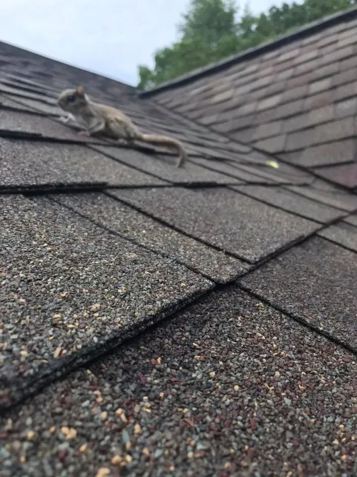 Squirrel on a shingled roof, brown and gray hues, overcast sky.