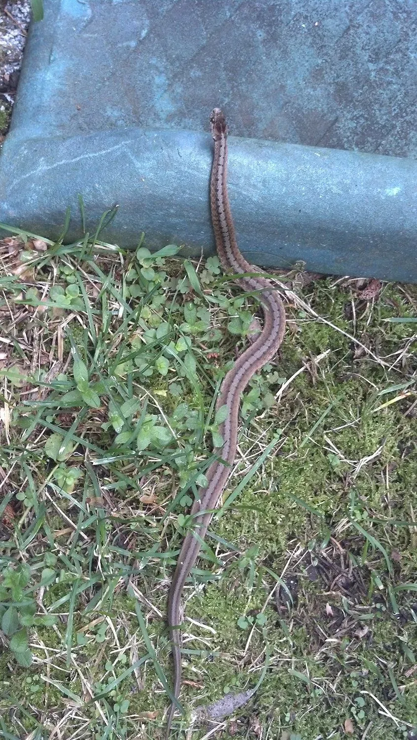 Brown and tan striped snake on green grass near a blue object.