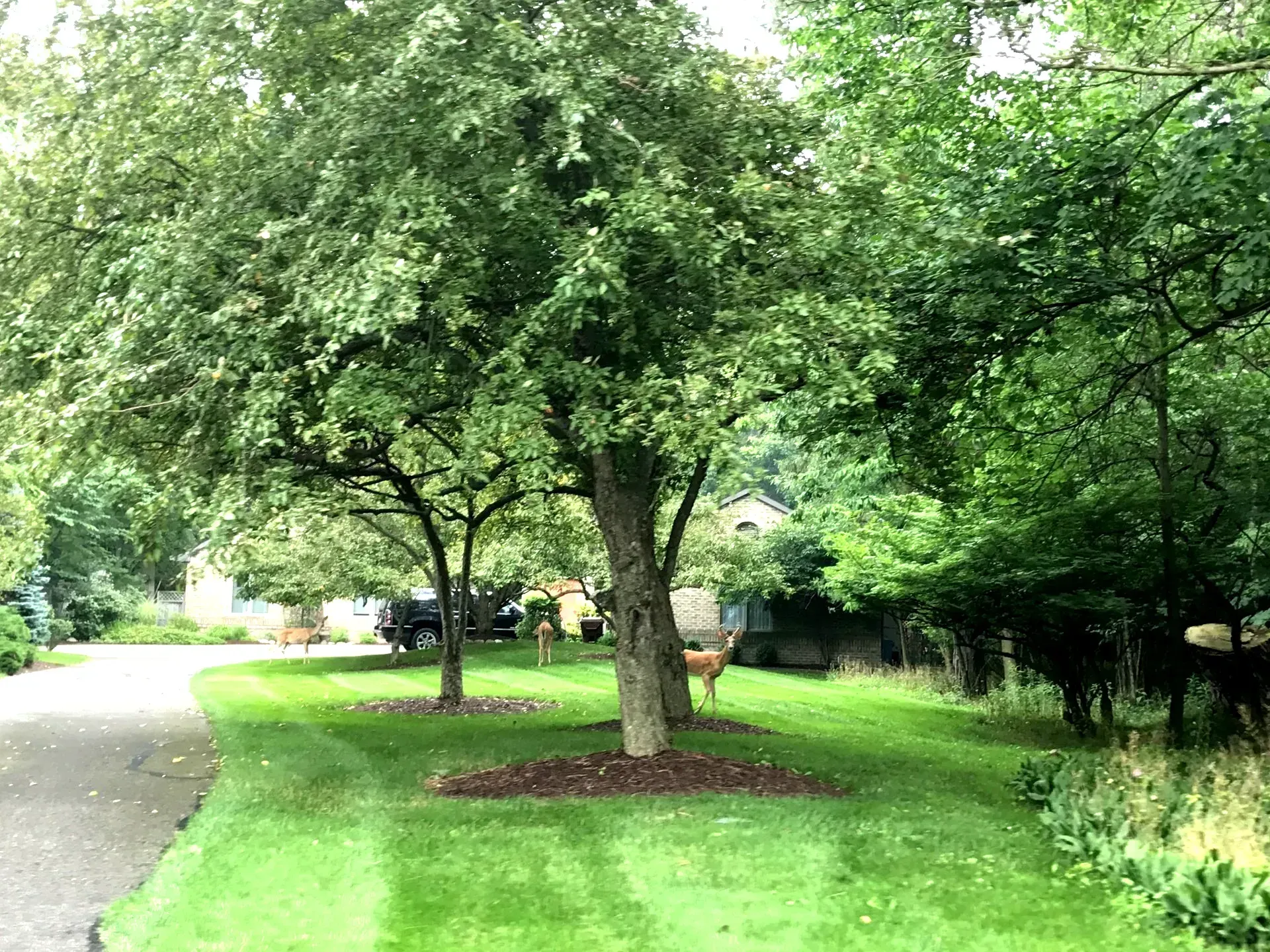 Lush green lawn with trees, a deer, and a road.