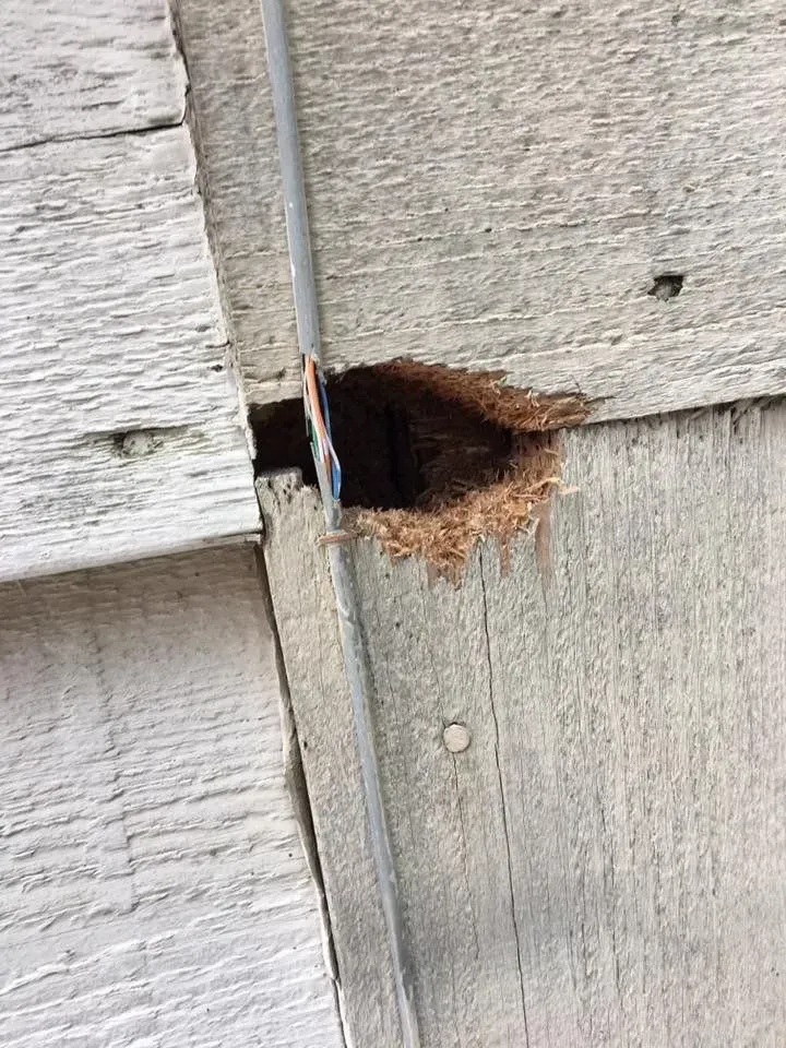 Hole in weathered wooden siding, revealing damaged wood interior, with a wire running through.