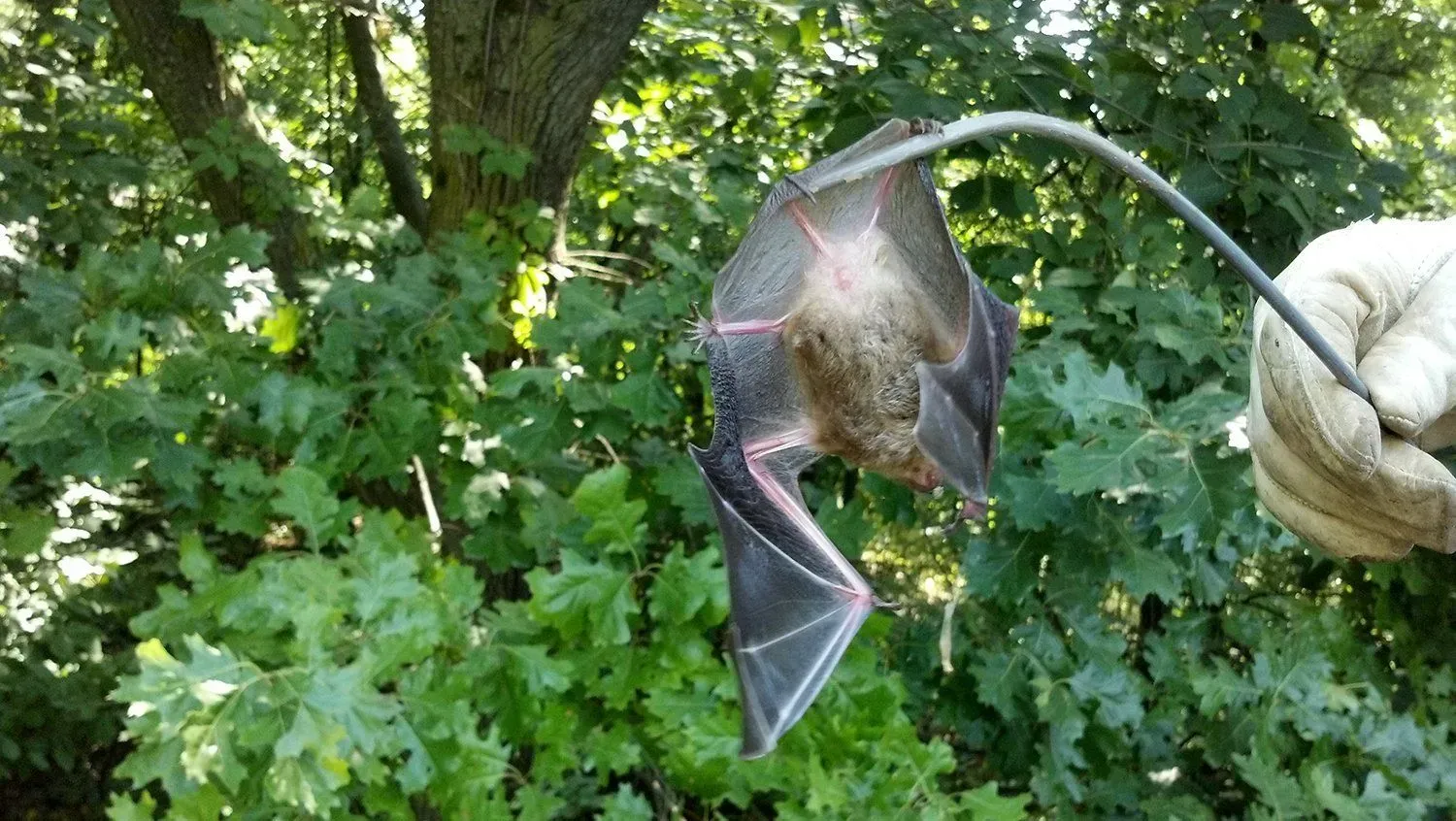 Bat held by gloved hand in front of green foliage.