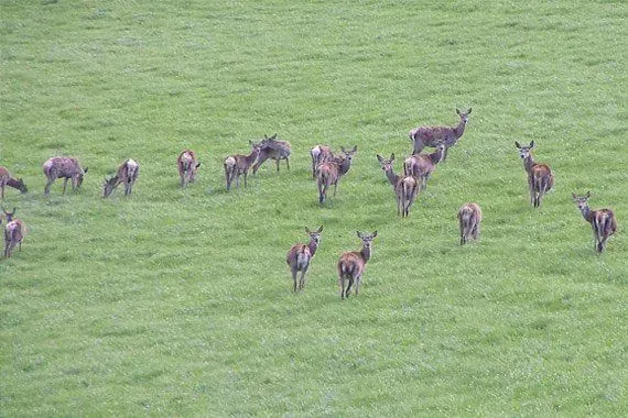 A herd of deer grazing on a green grassy hillside.