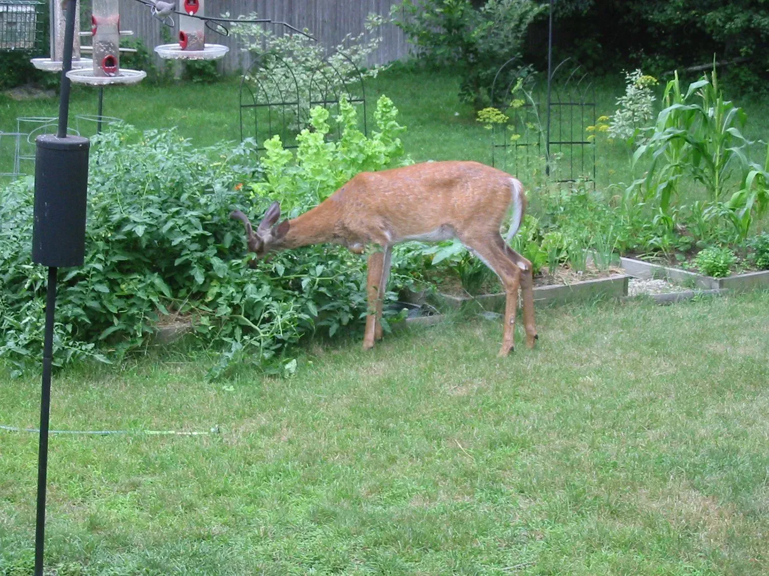 Deer eating green plants in a grassy backyard with a bird feeder and garden.