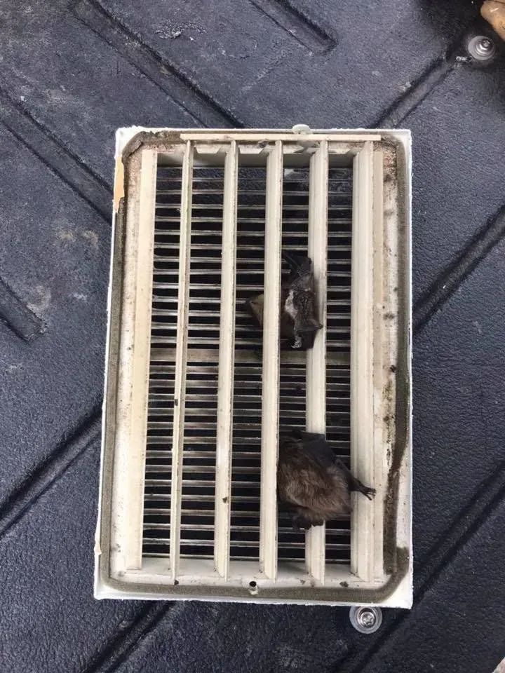White vent with dirt and dark debris between the slats, lying on a dark, textured surface.